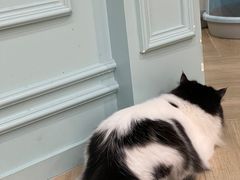 -安格丽娜·狗咖·猫咖羊驼咖(春熙路百盛商场店)