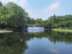 -上海共青森林公园