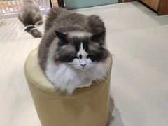 -藏猫猫咖啡主题馆(中央大道店)