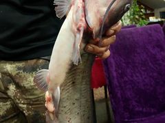 -北京龙庆四季香农家饭庄·灶台鱼·碳烤虹鳟鱼(龙庆峡店)