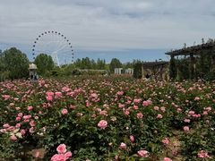 -石家庄市植物园
