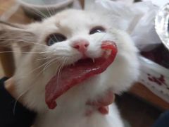 -Bastet sally猫舍购宠(静安店)
