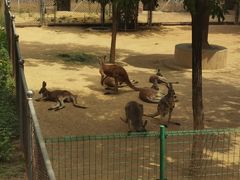 -石家庄市动物园