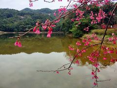 -广州市石门国家森林公园