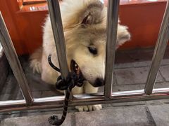 -熊面妈老面馆