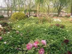 -莲花池公园