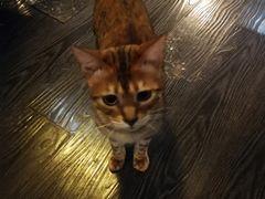 -吉丁鸟咖·异宠·寄养