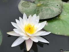-上海鲜花港