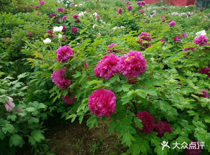 洛阳国花园图片