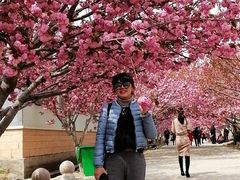 -莱阳濯村樱花园