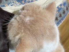 -滚猫咖啡·猫咖·猫友好撸猫(未来城店)