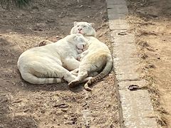 -西霞口神雕山野生动物世界