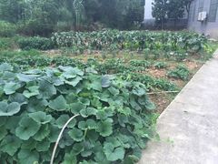 -天目湖刘老四农庄