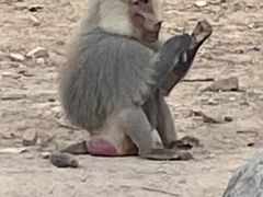 -泉州海丝野生动物世界