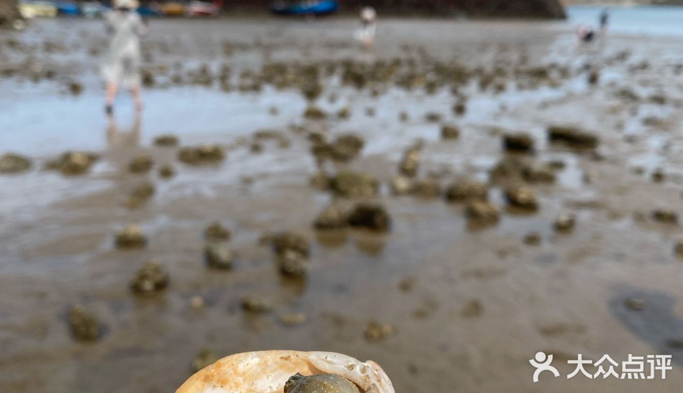 平潭赶海🌊小海鲜统统带回家啦！