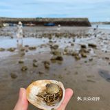 平潭赶海🌊小海鲜统统带回家啦！