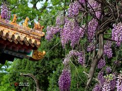 -北京国子监胡同