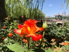 -莲花池公园