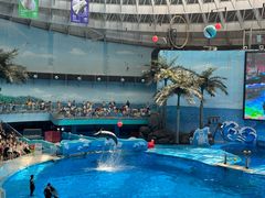 -海合安成都极地海洋公园