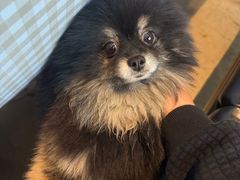 -百好乐宠物友好餐厅(朝外大街店)