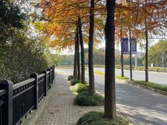 -上海长兴岛郊野公园