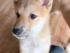 -柴犬高等学院·狗咖·柴犬售卖·宠物训练