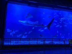 -烟台海昌鲸鲨海洋公园