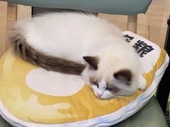 -MOYOYO猫咪咖啡店