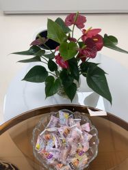 -薇兰专业脱毛连锁机构