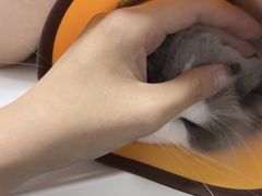 -御宝贝·A梦猫科宠物医院(国际猫友好医院)