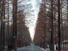-日照海滨国家森林公园