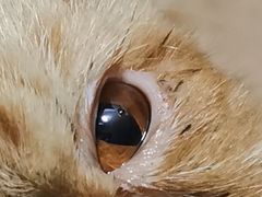 -瑞鹏宠物医院·骨科·猫科·内科(第一中心)