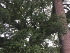 -新安江山水画廊风景区