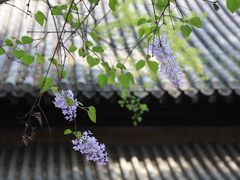 -大觉寺-停车场