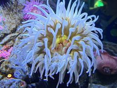 -西雅图水族馆