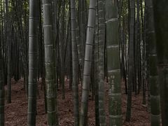 -同里国家湿地公园