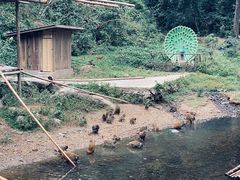 -西双版纳原始森林公园
