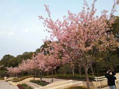 -新江湾城公园