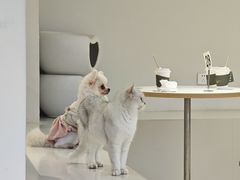 -怪兽屋·羊驼·猫咖·狗咖(俊华广场店)