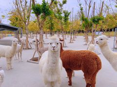 -黄龙溪欢乐田园