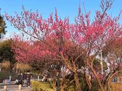-羊山湖公园