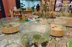 -卡通尼·Safari非洲探索乐园·生日会(金桥国际商业广场店)