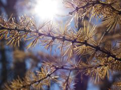 -塞罕坝国家级自然保护区