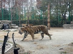 -上海野生动物园老虎餐厅
