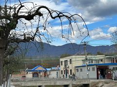 -苏家坨柳林村二月兰花海