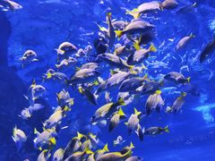 -海合安武汉极地海洋公园
