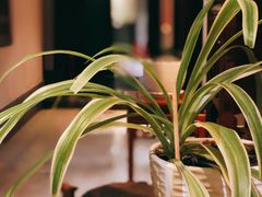 -樱蘭·影院足道·养生SPA(三里屯店)
