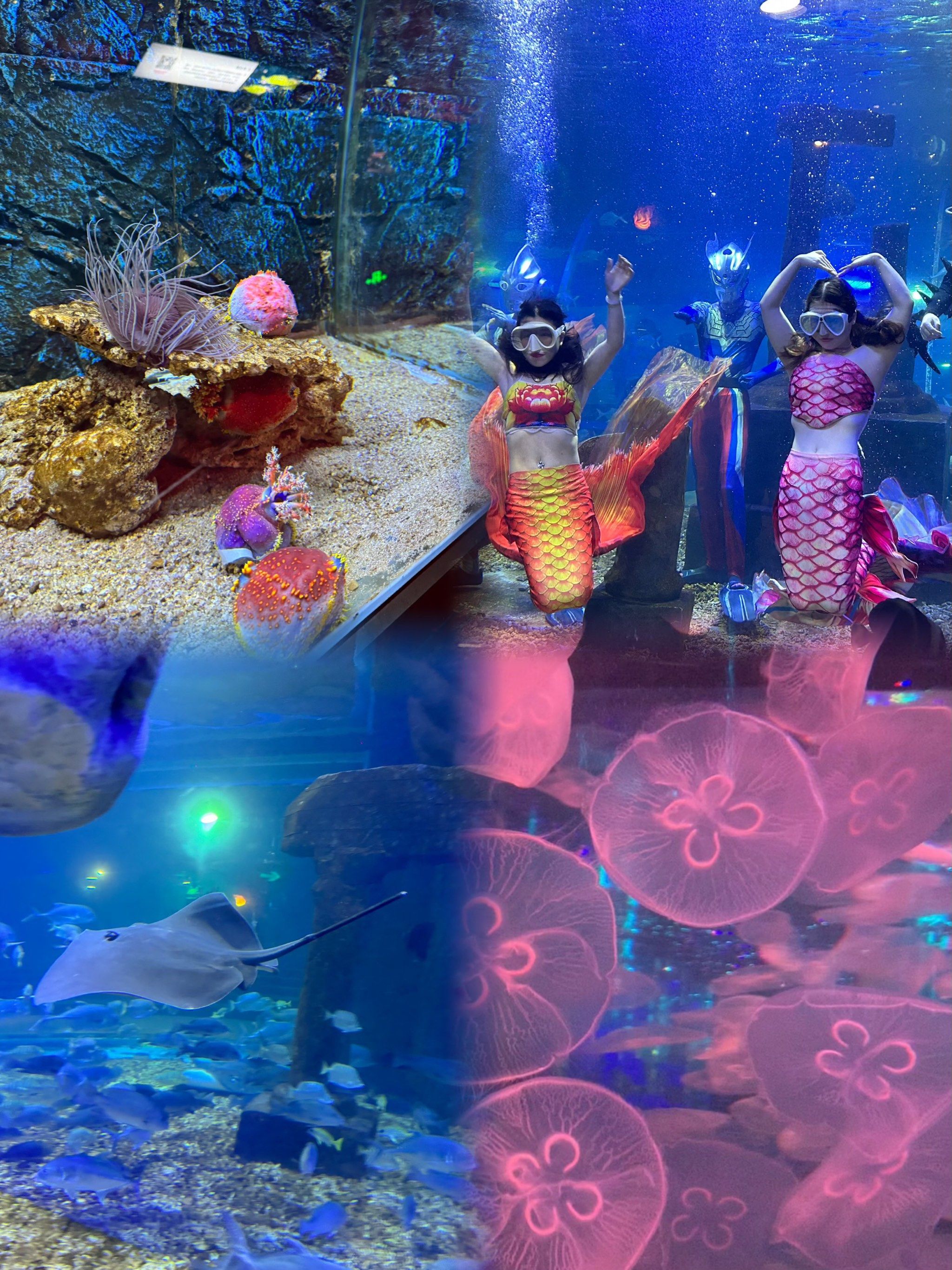 n生物观赏,陆生动物观赏
美人鱼剧场表演
海狮剧场表演

