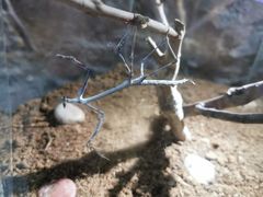 -上海大自然野生昆虫馆(东方明珠·爬宠昆虫探索中心)