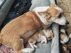 -喜洋洋宠物医院(震川路总店)